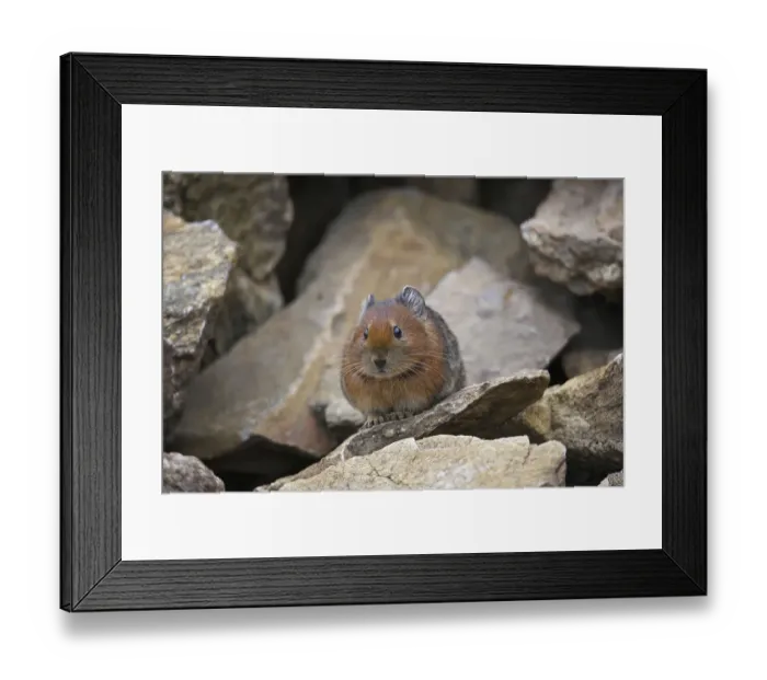 Framed Print : Himalayan marmot (Ochotona himalayana) Mt Qomolangma National Park, Qinghai Tibet Plateau, China