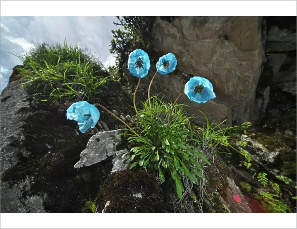 Blue poppy (Meconopsis zangnanensis) Mt Qomolangma National Park, Qinghai Tibet Plateau, China