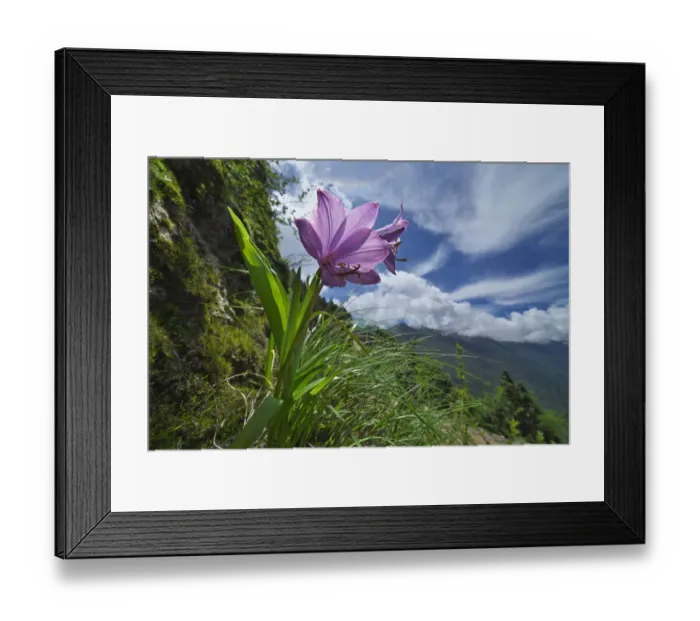 Framed Print : Flower (Notholirion macrophyllum) in mountain habitat, Mt Qomolangma National Park Framed Print : Flower (Notholirion macrophyllum) in mountain habitat, Mt Qomolangma National Park