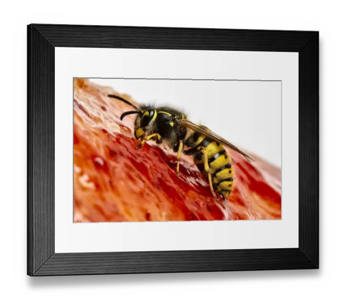 Framed Print : Common wasp (Vespula vulgaris) feeding on bread and jam. Monmouthshire, Wales, UK. March