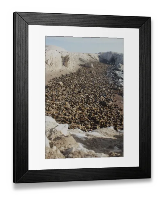 Framed Print : South American Sealion, (Otaria byronia) breeding colony. Punta San Juan Reserve Framed Print : South American Sealion, (Otaria byronia) breeding colony. Punta San Juan Reserve