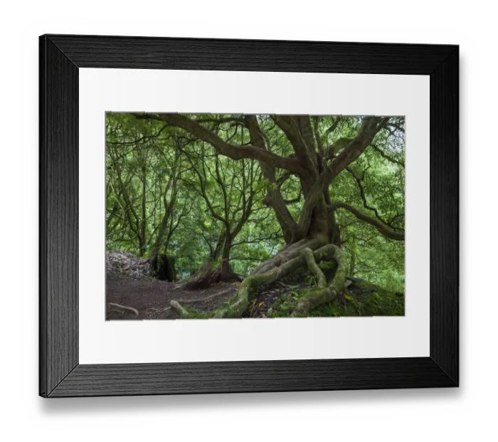Framed Print : Laurisilava forest. Natural Monument of Caldeira Velha, Ribeira Grande, Sao Miguel Island