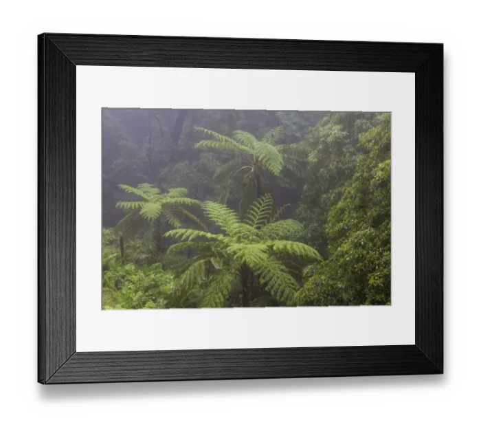 Framed Print : Tree ferns (Cyatheales) in humid laurisilva forest. Natural Monument of Caldeira Velha Framed Print : Tree ferns (Cyatheales) in humid laurisilva forest. Natural Monument of Caldeira Velha