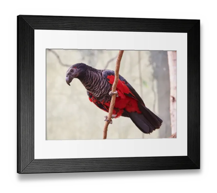 Framed Print : Pesquets parrot (Psittrichas fulgidus) perched on branch. Beauval Zoo Parc, France Framed Print : Pesquets parrot (Psittrichas fulgidus) perched on branch. Beauval Zoo Parc, France