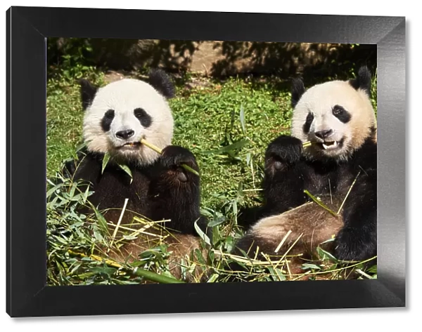 Giant panda (Ailuropoda melanoleuca) female and juvenile cub aged 2 years, feeding on Bamboo