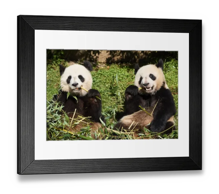 Framed Print : Giant panda (Ailuropoda melanoleuca) female and juvenile cub aged 2 years, feeding on Bamboo Framed Print : Giant panda (Ailuropoda melanoleuca) female and juvenile cub aged 2 years, feeding on Bamboo