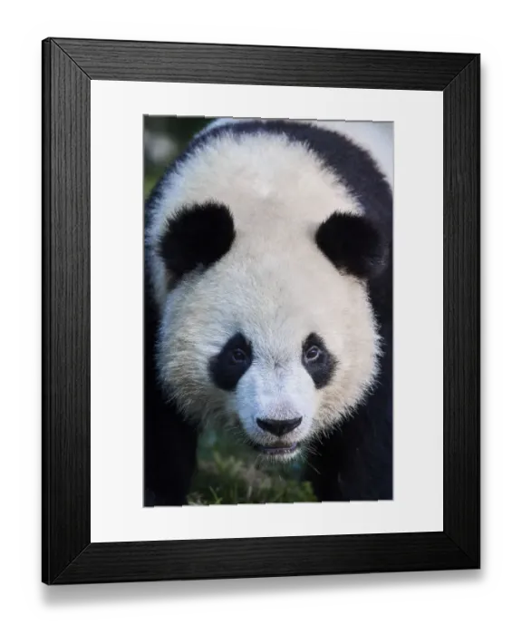 Framed Print : Giant panda (Ailuropoda melanoleuca) juvenile male aged 2 years, portait