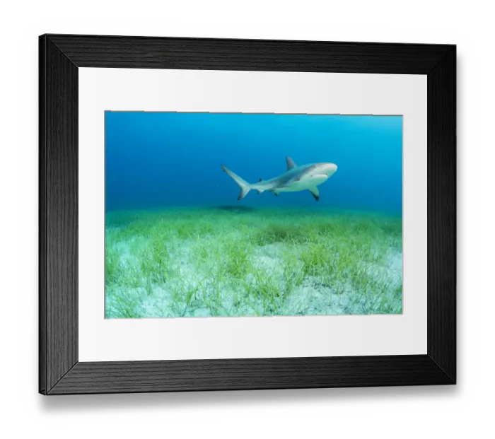 Framed Print : Caribbean reef shark (Carcharhinus perezi) swimming over Manatee grass (Syringodium filiforme) Framed Print : Caribbean reef shark (Carcharhinus perezi) swimming over Manatee grass (Syringodium filiforme)