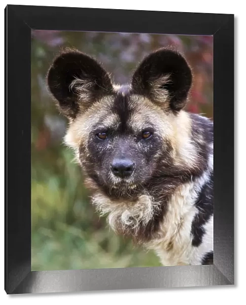 African wild dog (Lycaon pictus) male, portrait. Beauval Zoo Parc, France. Captive