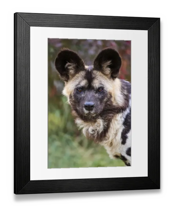 Framed Print : African wild dog (Lycaon pictus) male, portrait. Beauval Zoo Parc, France. Captive Framed Print : African wild dog (Lycaon pictus) male, portrait. Beauval Zoo Parc, France. Captive