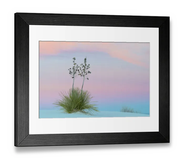 Framed Print : Soaptree yucca (Yucca elata) and twilight sky, showing Belt of Venus (blue of earth's shadow on the atsmophere below pink of sunset). White Sands National Monument, New Mexico, USA. November Framed Print : Soaptree yucca (Yucca elata) and twilight sky, showing Belt of Venus (blue of earth's shadow on the atsmophere below pink of sunset). White Sands National Monument, New Mexico, USA. November