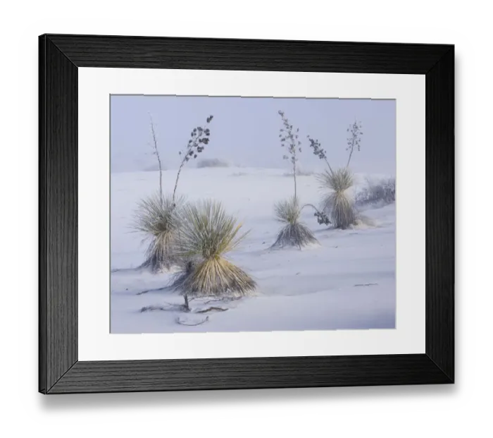 Framed Print : Frost on soaptree yuccas (Yucca elata) and winter morning fog, in the gypsum sand Framed Print : Frost on soaptree yuccas (Yucca elata) and winter morning fog, in the gypsum sand