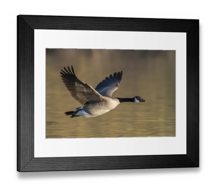 Framed Print : Canada Goose (Branta canadensis) in flight. Gilbert Water Ranch, Arizona, USA. January Framed Print : Canada Goose (Branta canadensis) in flight. Gilbert Water Ranch, Arizona, USA. January