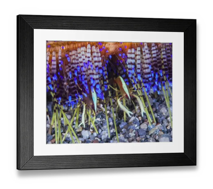Framed Print : Brooks urchin shrimp (Allopontonia brooki), commensal among the venomous spines of Framed Print : Brooks urchin shrimp (Allopontonia brooki), commensal among the venomous spines of