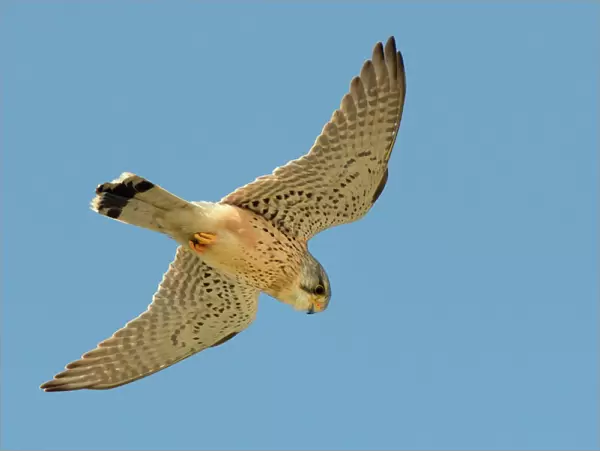 Kestrel (Falco tinnunculus) male hovering overhead, Cornwall, UK, April