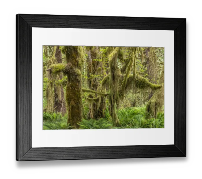 Framed Print : Moss-covered Sitka spruce (Picea sitchensis) and sword fern (Polystichum munitum) Framed Print : Moss-covered Sitka spruce (Picea sitchensis) and sword fern (Polystichum munitum)