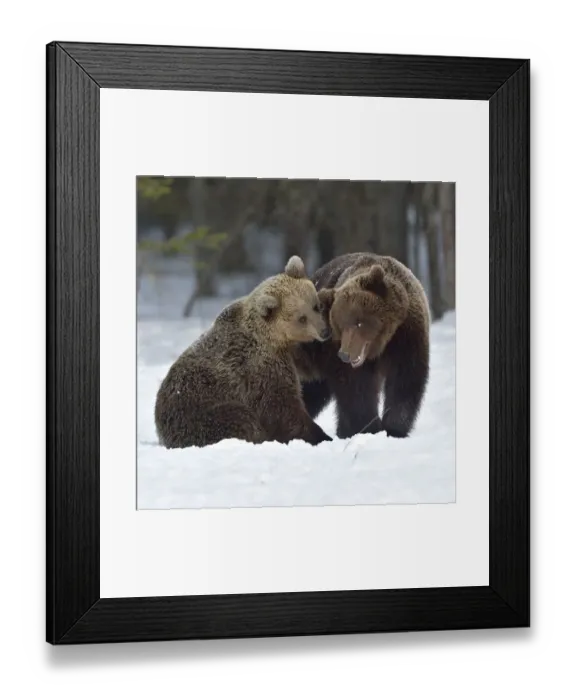 Framed Print : Brown bear (Ursus arctos) pair nuzzling after mating. Finland. May Framed Print : Brown bear (Ursus arctos) pair nuzzling after mating. Finland. May