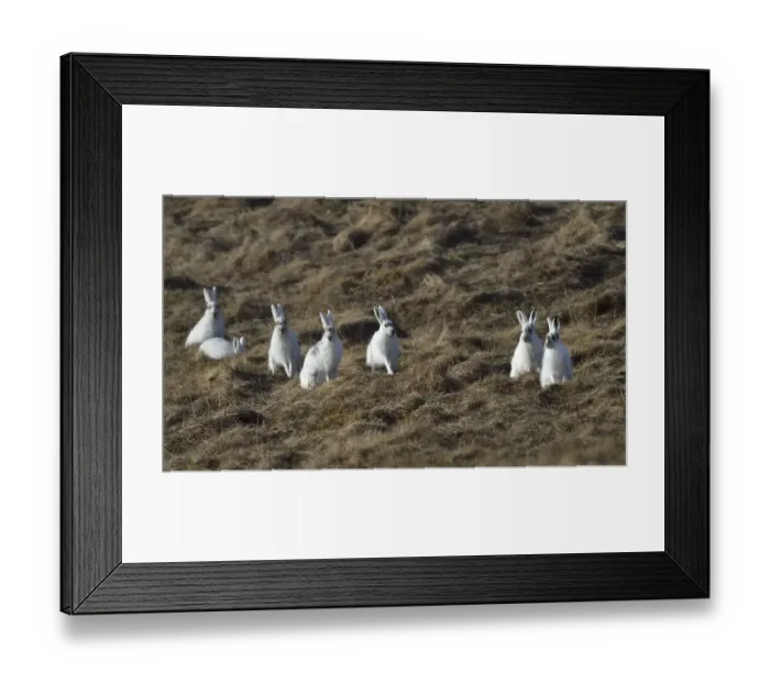 Framed Print : Mountain hare (Lepus timidus) group sitting and feeding in grassland