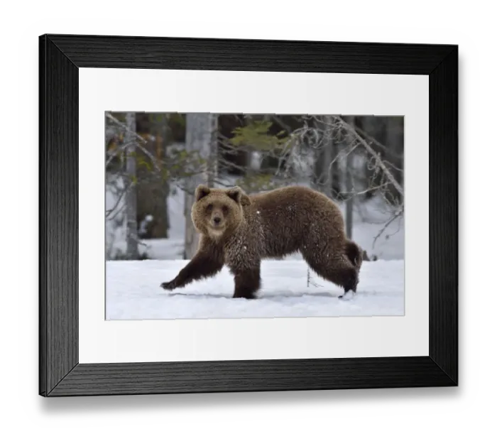 Framed Print : Brown bear (Ursus arctos) walking in snow at edge of forest. Finland. May