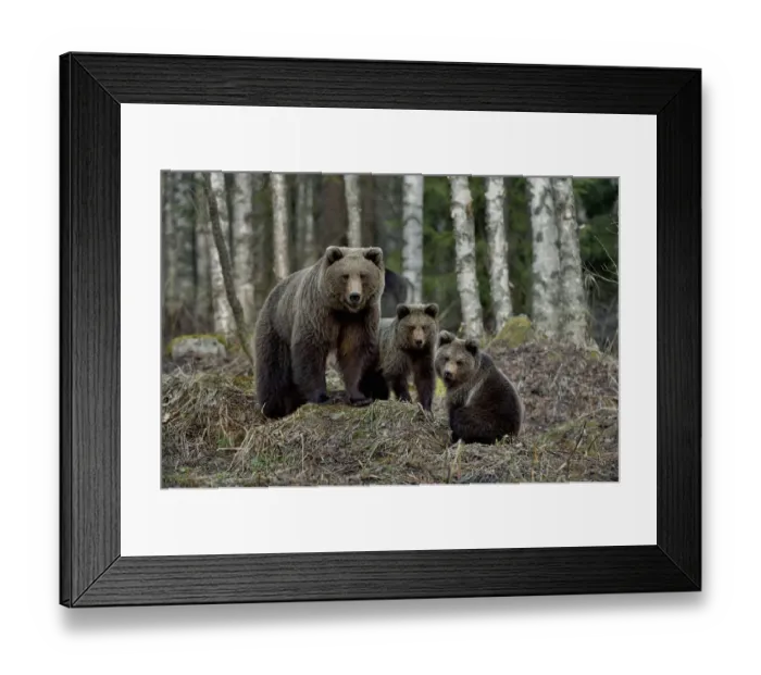 Framed Print : Brown bear (Ursus arctos) female and two cubs. In coniferous forest, Finland. May Framed Print : Brown bear (Ursus arctos) female and two cubs. In coniferous forest, Finland. May