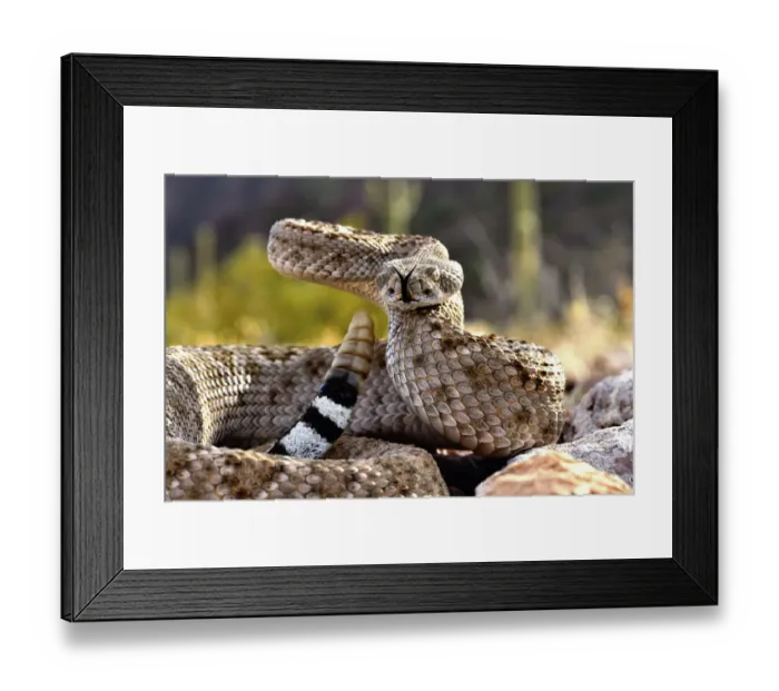 Framed Print : Western diamondback rattlesnake (Crotalus atrox), flicking tongue and with rattle raised Framed Print : Western diamondback rattlesnake (Crotalus atrox), flicking tongue and with rattle raised