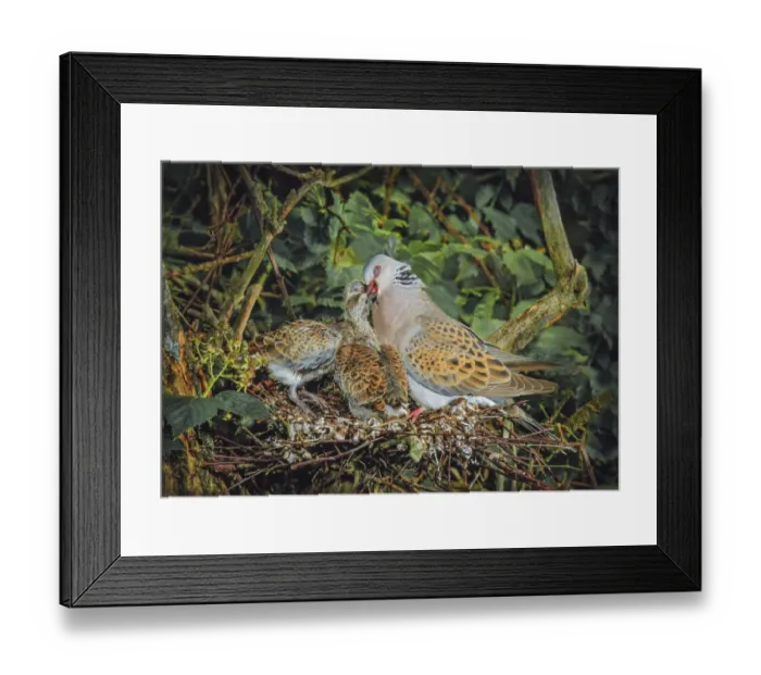 Framed Print : Turtle dove (Streptopelia turtur) female feeding chicks on nest Framed Print : Turtle dove (Streptopelia turtur) female feeding chicks on nest