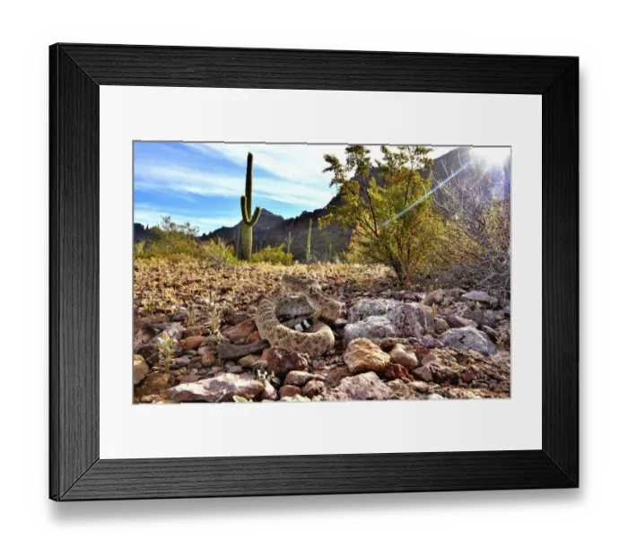 Framed Print : Western diamondback rattlesnake (Crotalus atrox) camouflaged amongst rocks, with rattle raised Framed Print : Western diamondback rattlesnake (Crotalus atrox) camouflaged amongst rocks, with rattle raised
