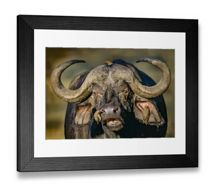 Framed Print : Cape buffalo (Syncerus caffer caffer) portrait, Red-billed oxpeckers (Buphagus erythrorhynchus)