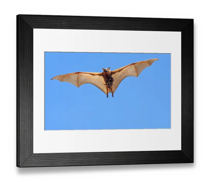 Framed Print : Little red flying fox (Pteropus scapulatus) female and suckling baby in flight, searching Framed Print : Little red flying fox (Pteropus scapulatus) female and suckling baby in flight, searching