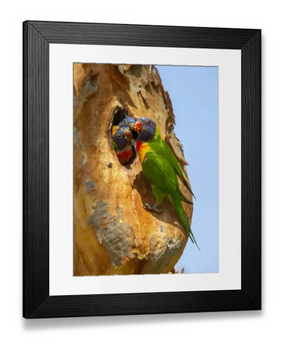 Framed Print : Rainbow lorikeet (Trichoglossus moluccanus) feeding chicks in nest hole. Lane Cove National Park Framed Print : Rainbow lorikeet (Trichoglossus moluccanus) feeding chicks in nest hole. Lane Cove National Park