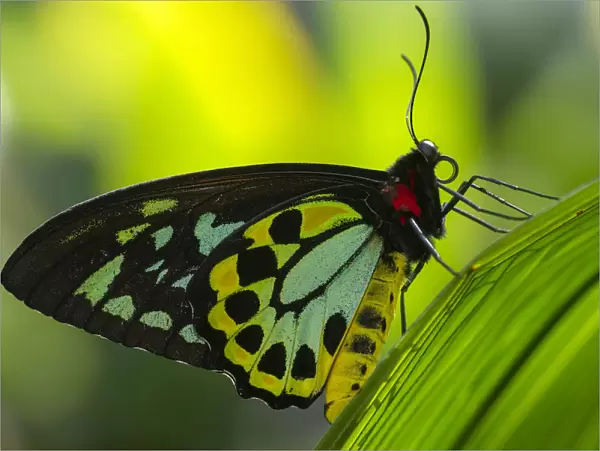 Cairns birdwing butterfly (Ornithoptera euphorion) male resting on leaf