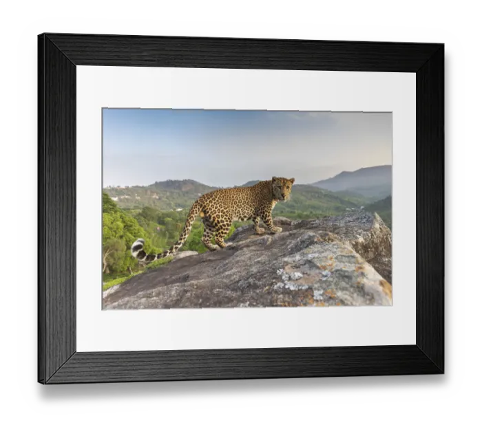 Framed Print : Indian leopard (Panthera pardus fusca) on rock with forested hills beyond Framed Print : Indian leopard (Panthera pardus fusca) on rock with forested hills beyond