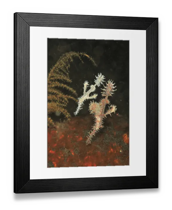 Framed Print : Ornate ghost pipefish (Solenostomus paradoxus), pair feeding near sea floor Framed Print : Ornate ghost pipefish (Solenostomus paradoxus), pair feeding near sea floor