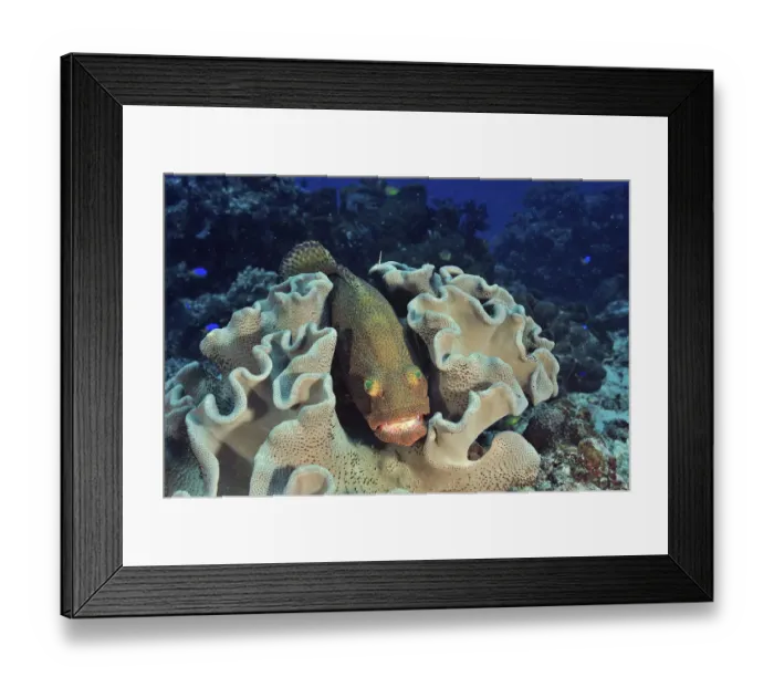 Framed Print : Greasy grouper (Epinephelus tauvina) sheltering in Mushroom leather coral (Sarcophyton sp) Framed Print : Greasy grouper (Epinephelus tauvina) sheltering in Mushroom leather coral (Sarcophyton sp)
