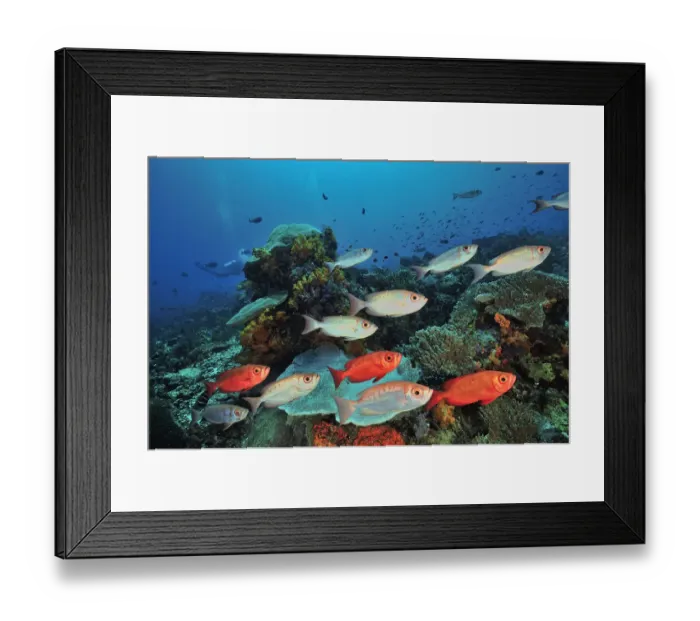 Framed Print : Moontail bullseye (Priacanthus hamrur) shoal over coral reef. Flores Sea, Indonesia Framed Print : Moontail bullseye (Priacanthus hamrur) shoal over coral reef. Flores Sea, Indonesia
