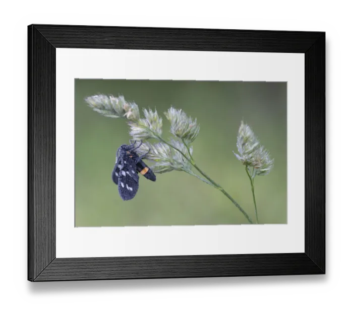 Framed Print : Nine-spotted moth (Syntomis phegea) on grass flower head, Peerdsbos, Brasschaat, Belgium Framed Print : Nine-spotted moth (Syntomis phegea) on grass flower head, Peerdsbos, Brasschaat, Belgium