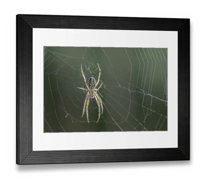 Framed Print : Bordered orbweaver (Neoscona adianta), Klein Schietveld, Brasschaat, Belgium. July Framed Print : Bordered orbweaver (Neoscona adianta), Klein Schietveld, Brasschaat, Belgium. July