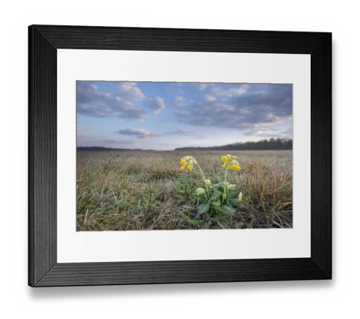 Framed Print : Cowslip (Primula veris) and habitat, Klein Schietveld, Brasschaat, Belgium. March Framed Print : Cowslip (Primula veris) and habitat, Klein Schietveld, Brasschaat, Belgium. March