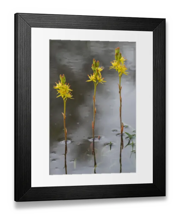 Framed Print : Bog asphodel (Narthecium ossifragum), Groot Schietveld, Wuustwezel, Belgium. June Framed Print : Bog asphodel (Narthecium ossifragum), Groot Schietveld, Wuustwezel, Belgium. June