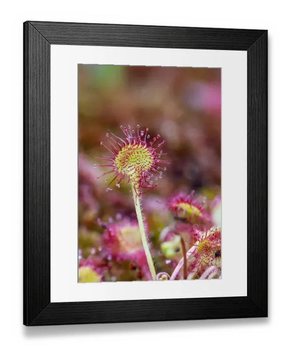 Framed Print : Round-leaved sundew (Drosera rotundifolia), close up Framed Print : Round-leaved sundew (Drosera rotundifolia), close up