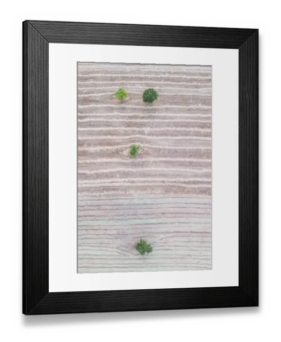 Framed Print : Cut agricultural field with scattered trees, aerial view. Hornillastra, Merindad de Sotoscueva Framed Print : Cut agricultural field with scattered trees, aerial view. Hornillastra, Merindad de Sotoscueva