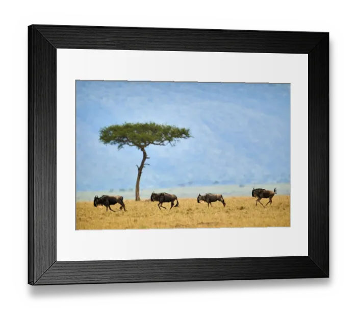 Framed Print : Eastern white-bearded wildebeest (Connochaetes taurinus), four running in line, on migration Framed Print : Eastern white-bearded wildebeest (Connochaetes taurinus), four running in line, on migration