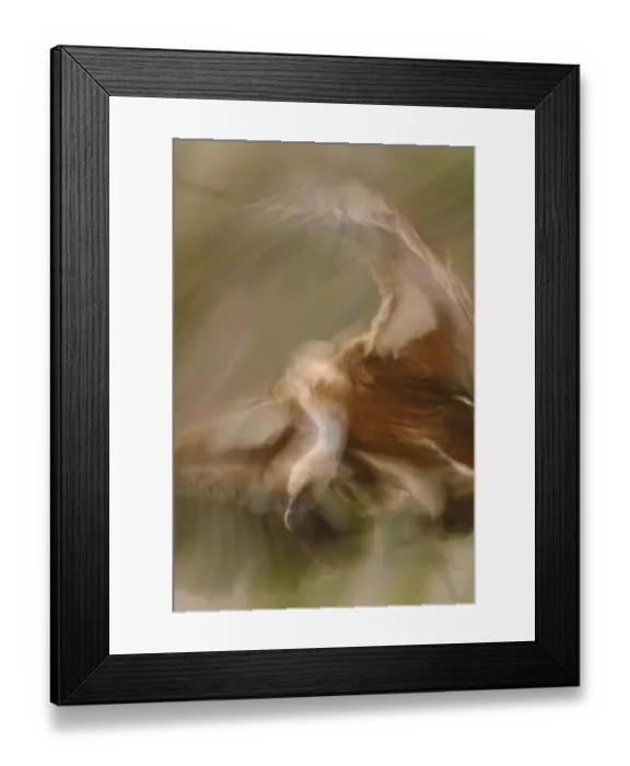 Framed Print : Eurasian griffon vulture (Gyps fulvus) pre-Pyrenees, Catalonia, Spain