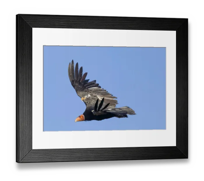 Framed Print : California condor (Gymnogyps californianus) in flight, wings radio tagged Framed Print : California condor (Gymnogyps californianus) in flight, wings radio tagged