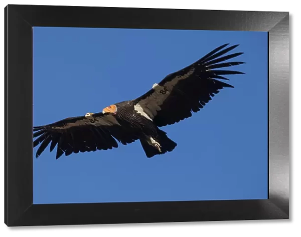 California condor (Gymnogyps californianus) in flight, wings radio tagged