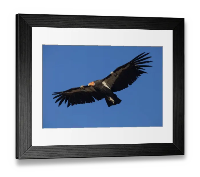Framed Print : California condor (Gymnogyps californianus) in flight, wings radio tagged Framed Print : California condor (Gymnogyps californianus) in flight, wings radio tagged