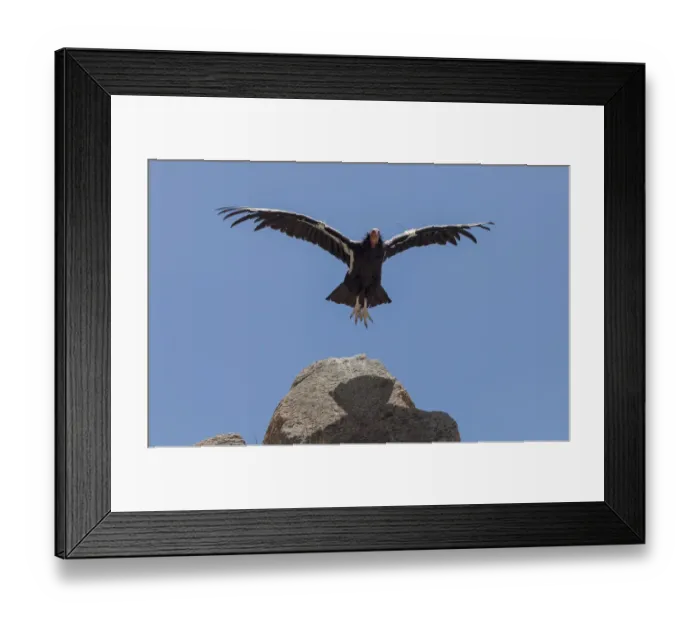 Framed Print : California Condor (Gymnogyps californianus) in flight. California condor recovery program Framed Print : California Condor (Gymnogyps californianus) in flight. California condor recovery program
