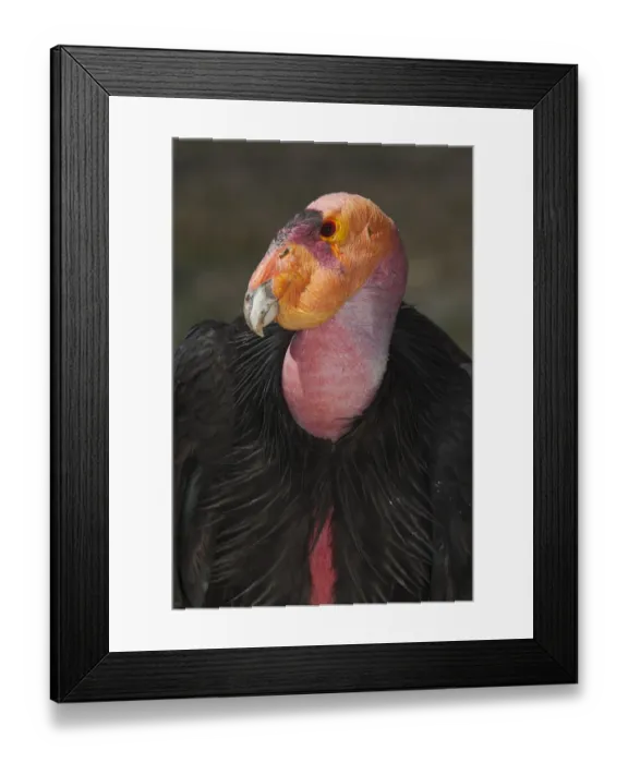 Framed Print : California condor (Gymnogyps californianus), portrait. California condor recovery program Framed Print : California condor (Gymnogyps californianus), portrait. California condor recovery program