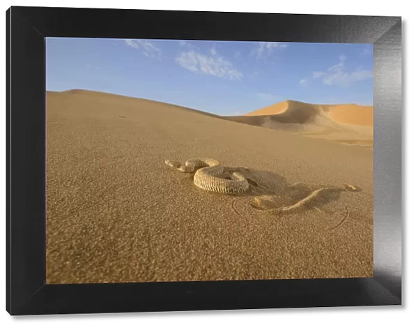 Peringueys desert adder, (Bitis peringueyi), sidewinding on dune, Namib desert