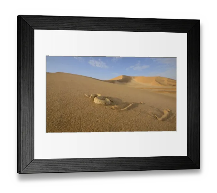 Framed Print : Peringueys desert adder, (Bitis peringueyi), sidewinding on dune, Namib desert Framed Print : Peringueys desert adder, (Bitis peringueyi), sidewinding on dune, Namib desert